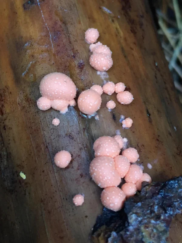 myxomycetes