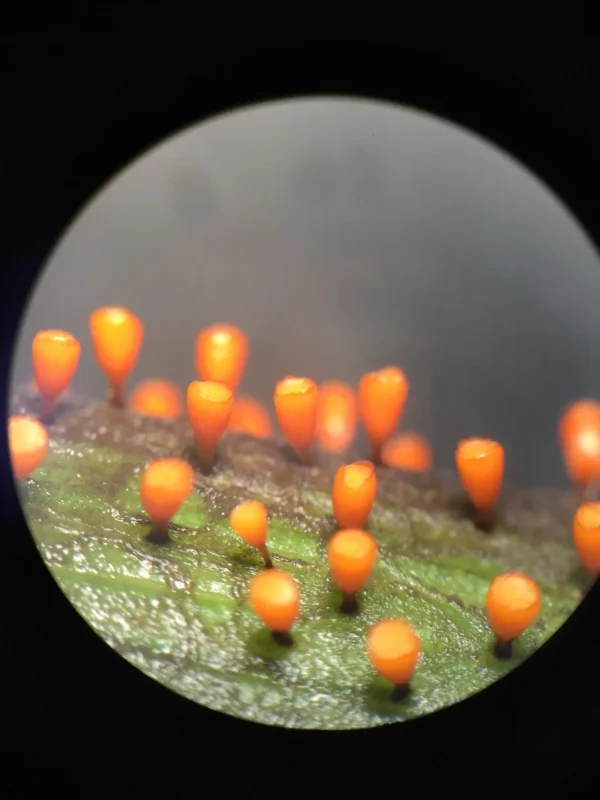 fruiting bodies