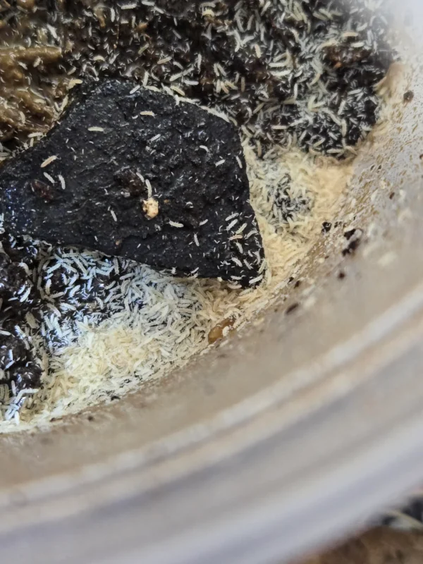 slime mold culture setup