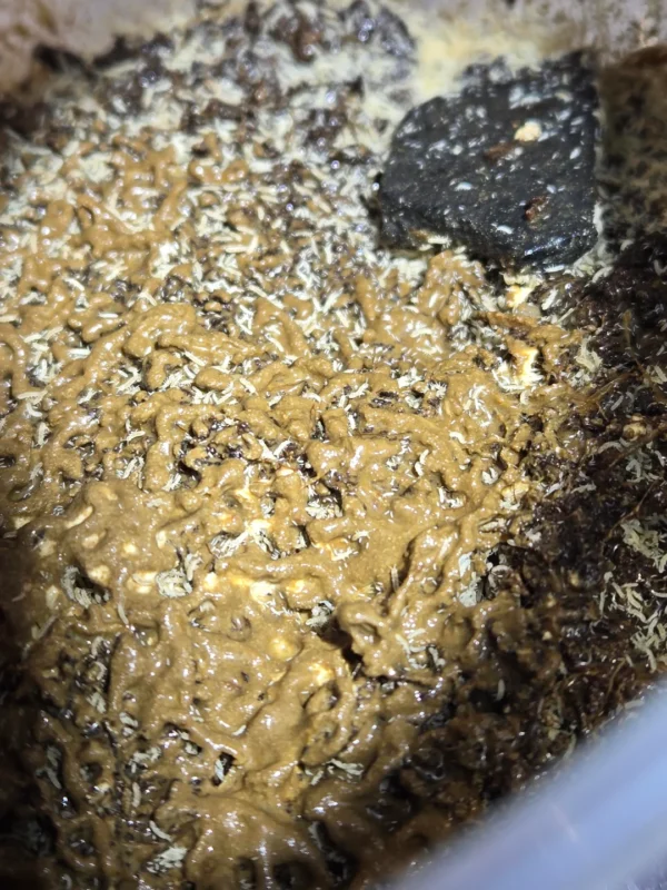 slime mold for springtails