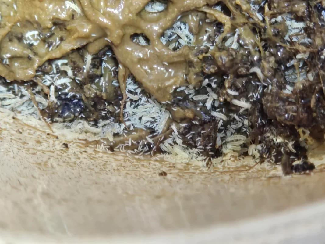 slime mold vivarium