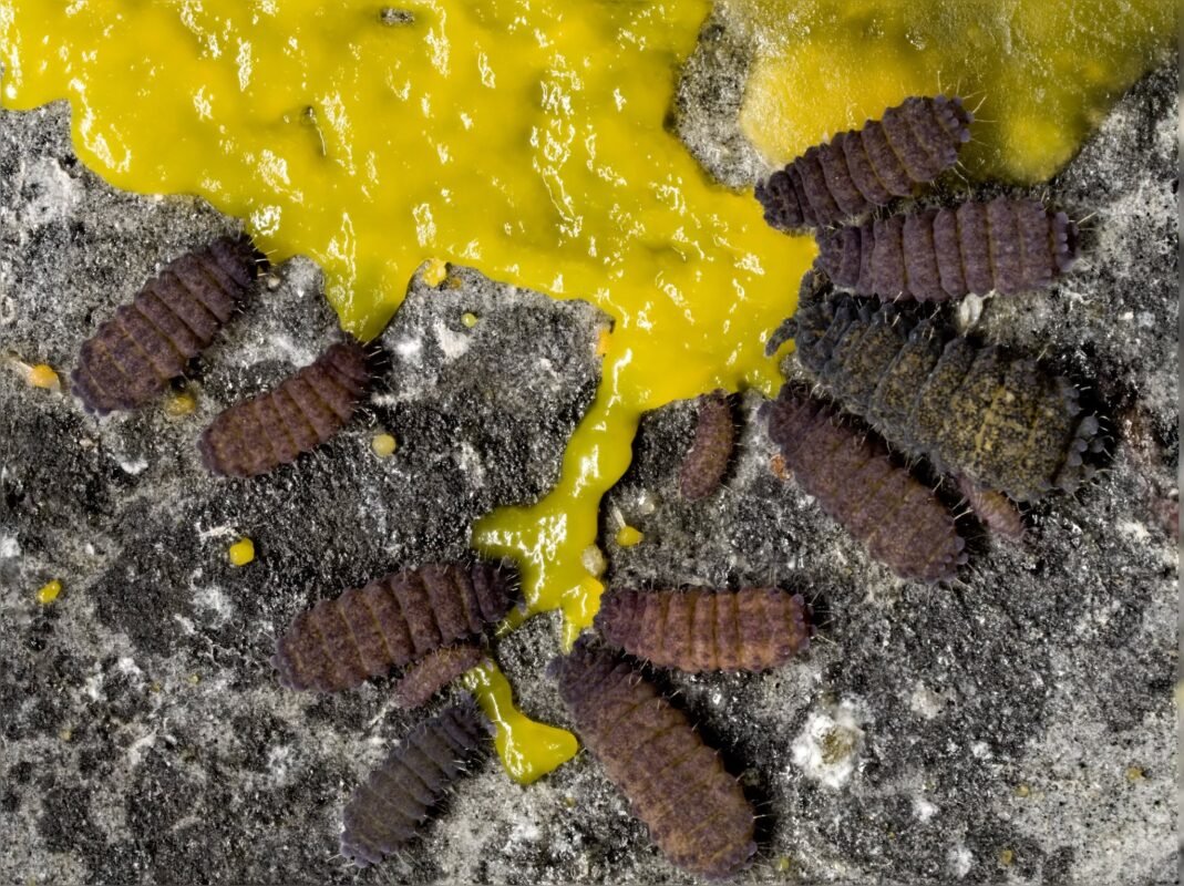 giant springtails for sale