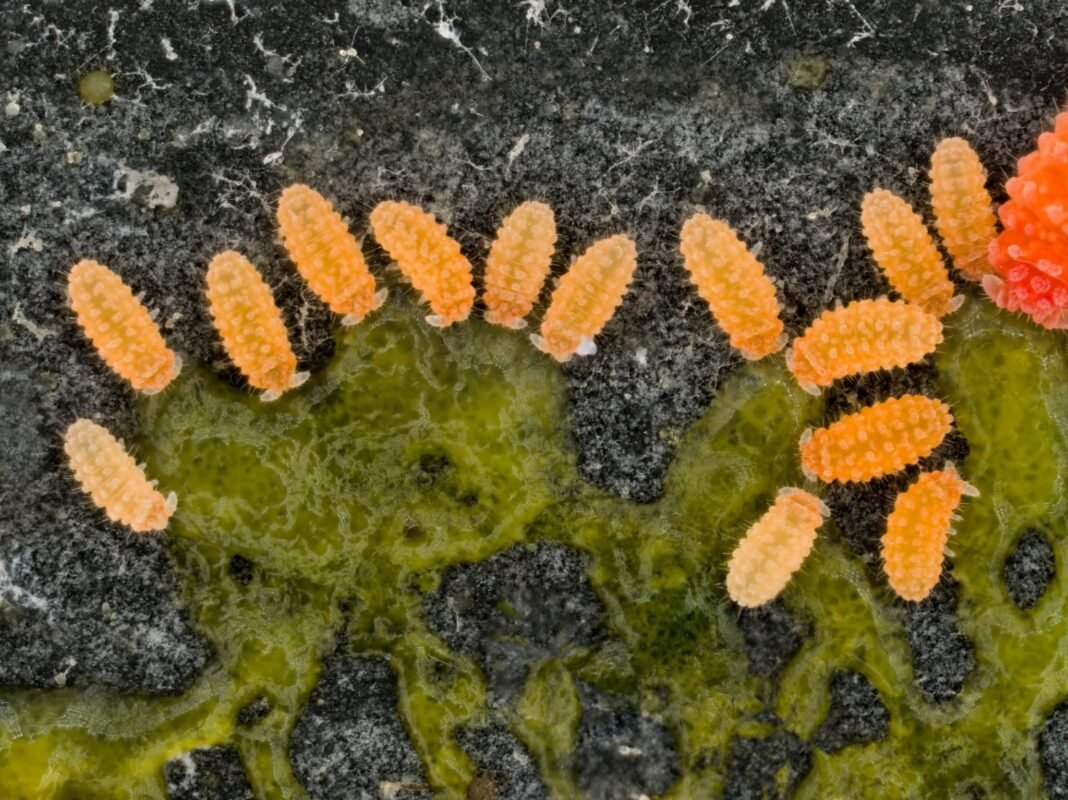 large springtail species