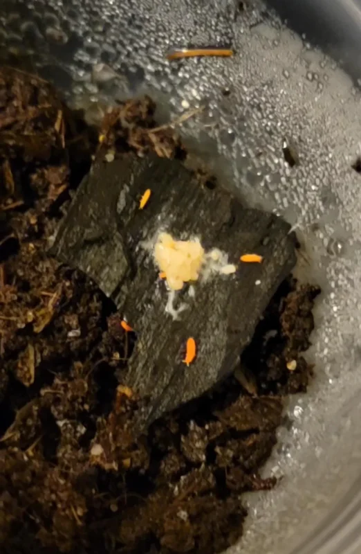 Temperate vs Tropical Springtails