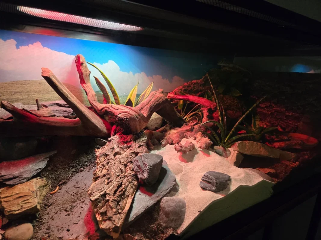 bioactive terrarium for beginners
