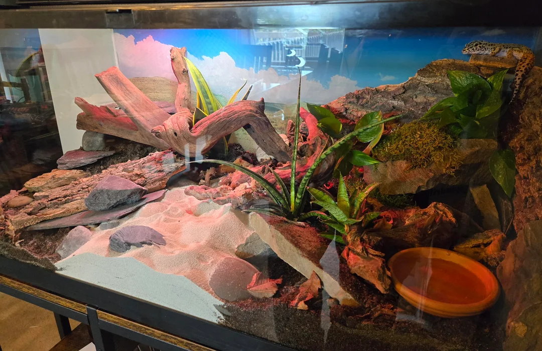 bioactive vivarium setup guide