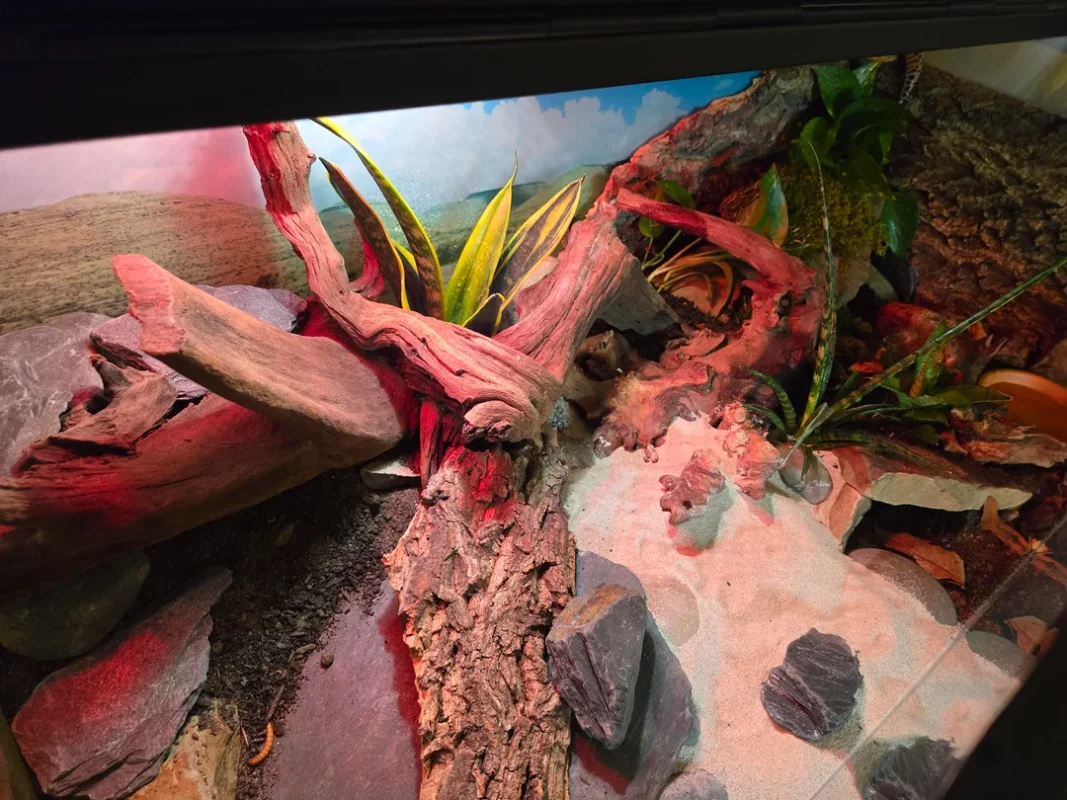 how to build a bioactive enclosure