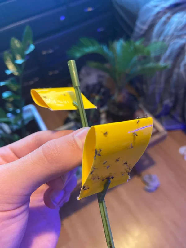 prevent fungus gnats terrarium