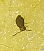 How to Care for Springtail Culture