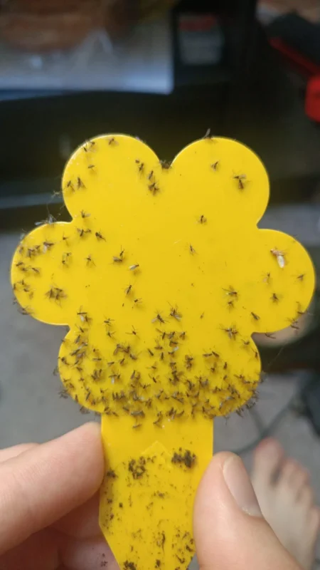 prevent fungus gnats terrarium