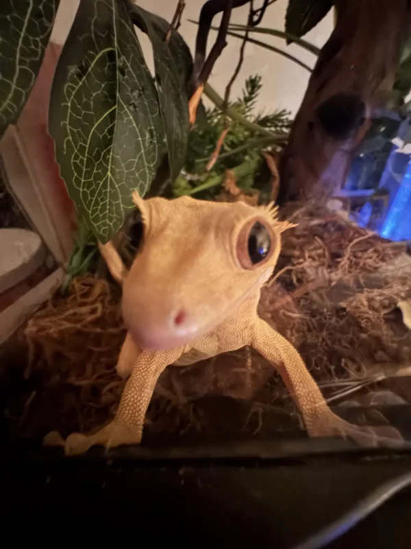 bioactive terrarium cleanup crew setup