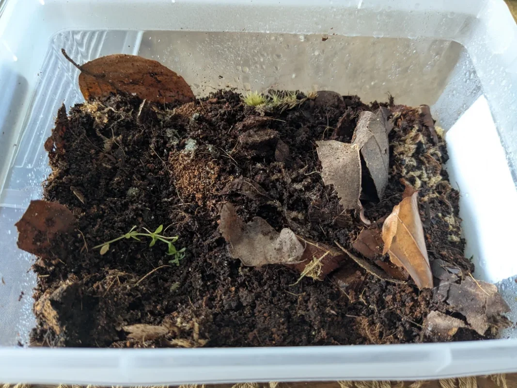 bioactive terrarium crash